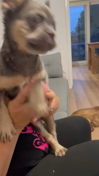 Lilac And Tan Fluffy French Bulldog Puppy in Bolton