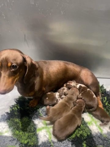 Mini Dachshunds in Preston