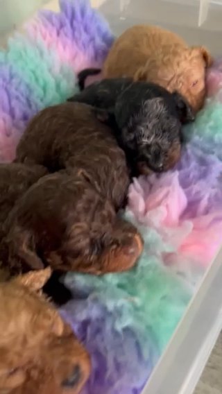 Toy Cavapoos ✨ Ready Monday ✨ in Dudley