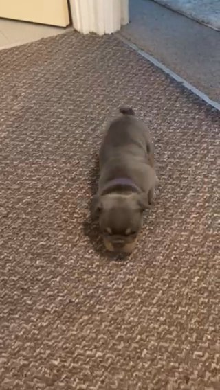 Olde English Bulldogge Girl Puppies 2 Left!!!! in London