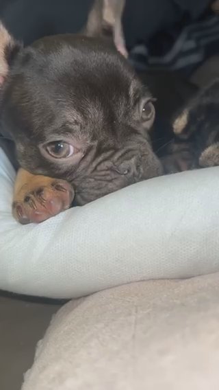 Female Frenchbulldogs in Birmingham