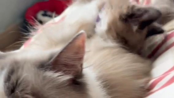 Male Ragdoll Kitten in Blackpool