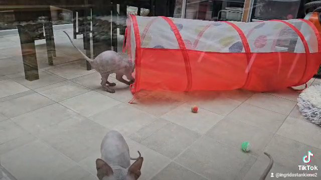 Pedigree Canadian Sphynx in Peterborough