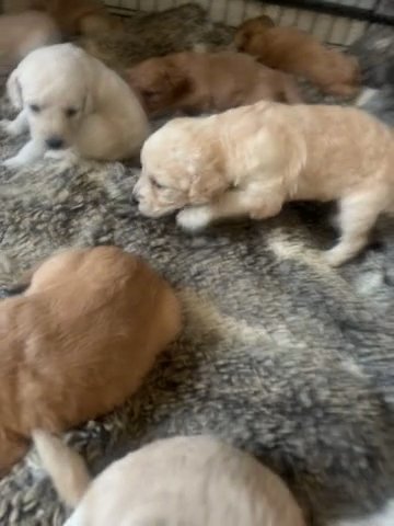 Labradoodles For Sale in Derby
