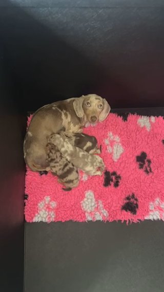 Miniature Dachshunds in Liverpool