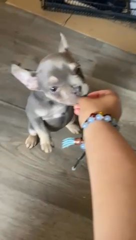 KC Reg Blue & Tan Issabella French Bulldog Female 9wks old. in Newport