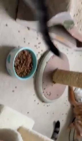 Amiable Bengal Mix Kittens Are Ready in Waverley