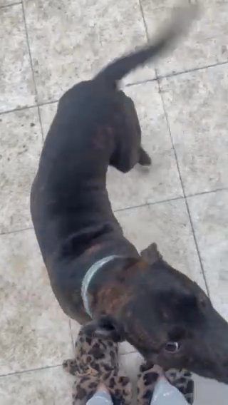 Staffordshire Bull Terrier in York