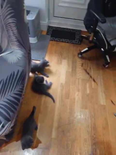 British Shorthair kittens in London