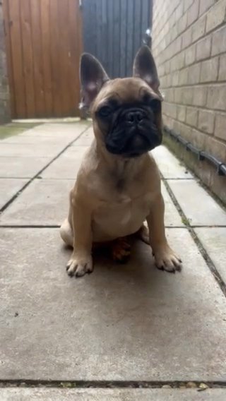 Masked fawn Frenchie pup? in Norwich