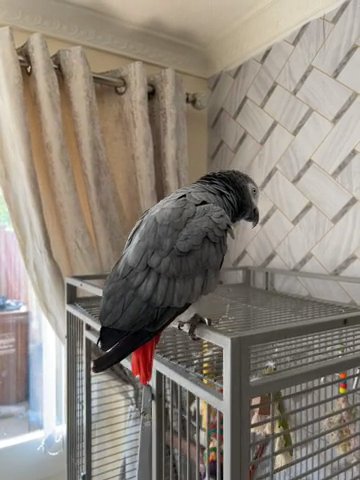 African Grey Parrot in Gravesham