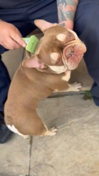 Handsome Pet/Stud French Bulldog in Sussex