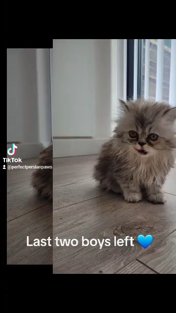 PERSIAN KITTEN MALE/BOY LAST ONE LEFT in Manchester