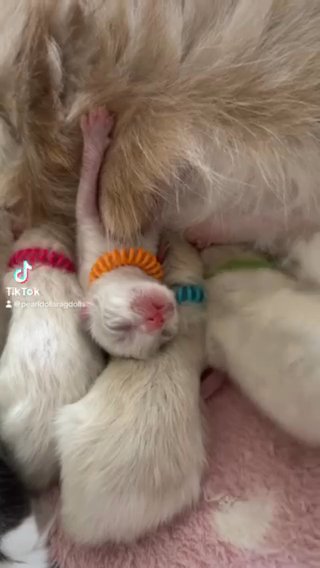 Seal Tabby Bicolours And Seal Tabby Mitted Ragdoll GCCF Registered Kittens in Lincoln