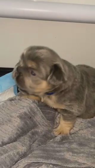 Visual Fluffy Chocolate & Tan French Bulldog Male in Doncaster
