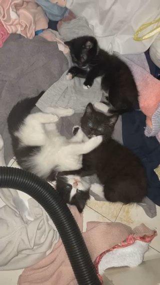 Kittens in North Hertfordshire