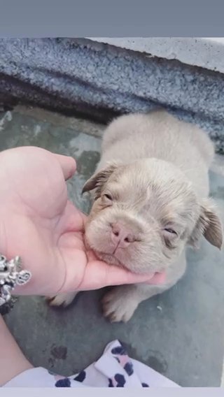 FLUFFY FRENCHIES KC REG in Swansea