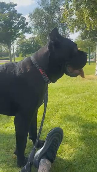 10 Month Old Cane Corso For Sale in St. Helens