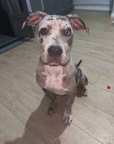 Female Cane Corso Cross in West Lancashire