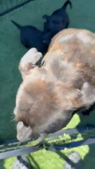 Staffordshire Bullterrier Puppies in Poole