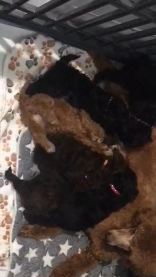 Poodle Puppys in Preston