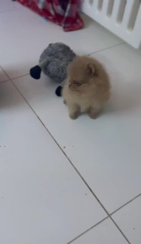 Teddy Miniature Pomeranian Girl in Liverpool