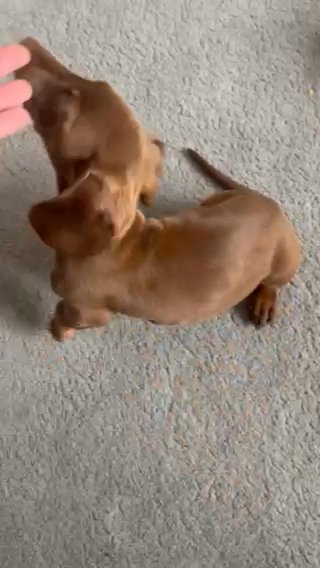 Miniature Dachshund in Milton Keynes