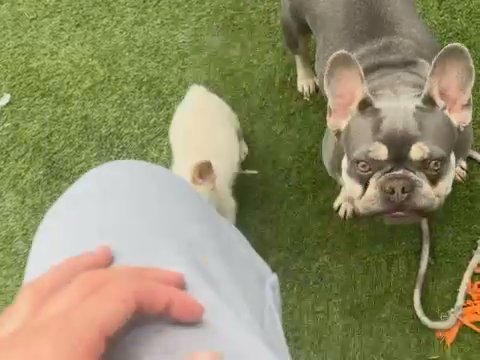 Visual Fluffy Frenchie Female in Manchester