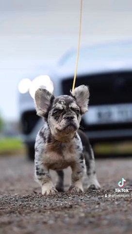 Fluffy French Bulldog Carrying Testable & Pink in Gloucester