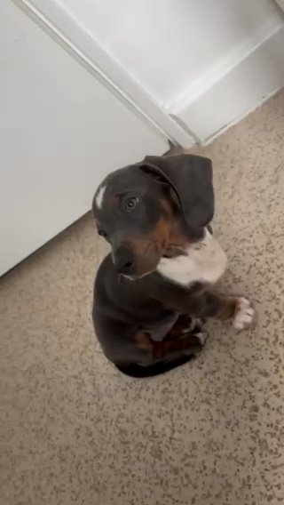 Miniature Dashchund in Nottingham