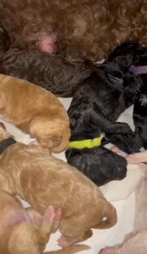 Cockapoo Puppies in Kingston upon Hull