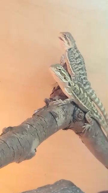 Babies bearded dragons in Sheffield
