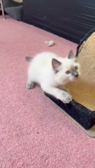 PURE PEDIGREE BLUE POINT RAGDOLL KITTENS FOR SALE in Kirklees