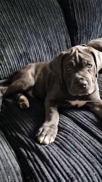 beautiful cane corso in Nottingham