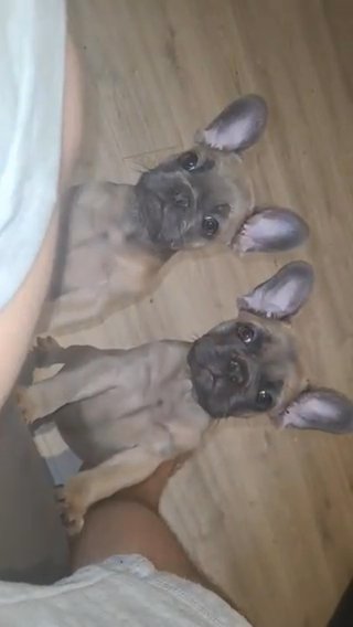 One Boy Left French Bulldog Puppies in Bradford