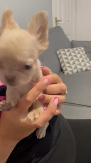 Cream Fluffy French Bulldog Puppy in Bolton