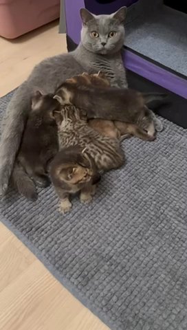 British Shorthair Kittens in London