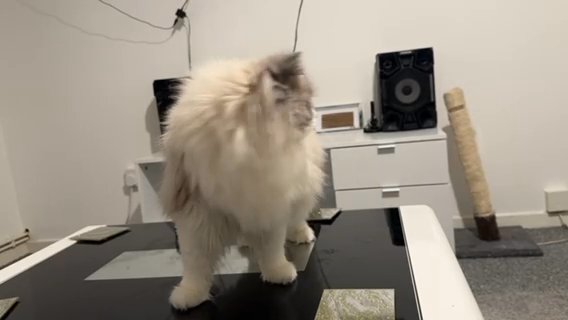 For Stud Duties Ragdoll Male in Cardiff