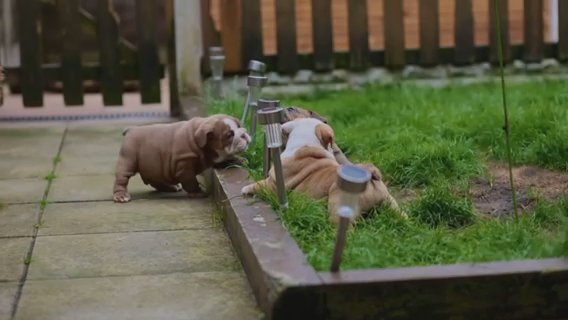 English Bulldog Males in Manchester