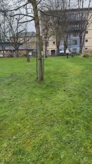 Rehoming Our Husky in London
