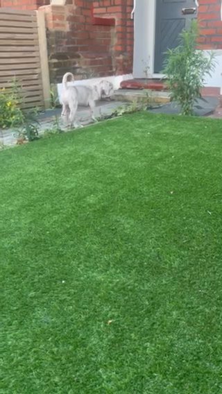 Stunning Merle Neapolitan Mastiff x Cane Corso in London