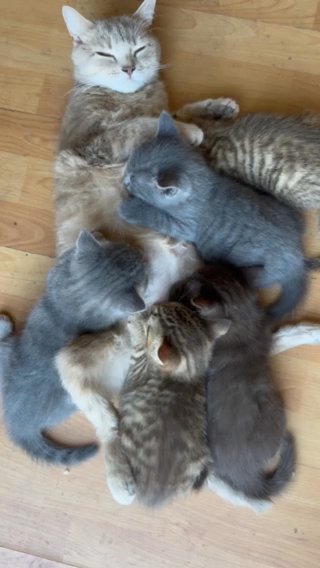 British Shorthair in London