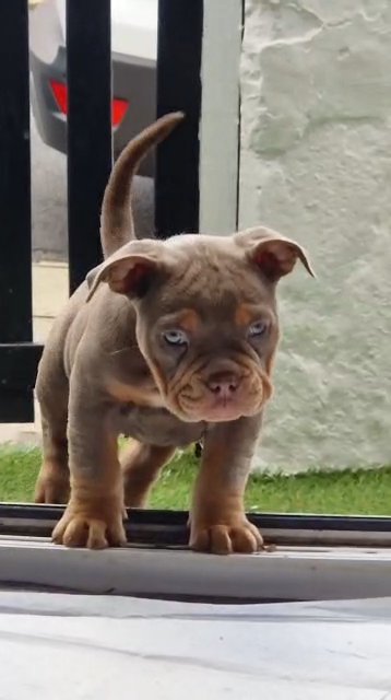 pocket bullies in Wirral