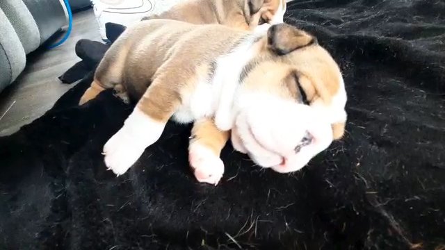 English bulldog pup in Glasgow