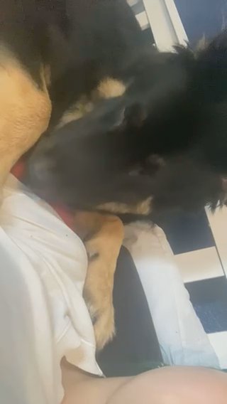 German Shepherd Male Named Axel in Sheffield