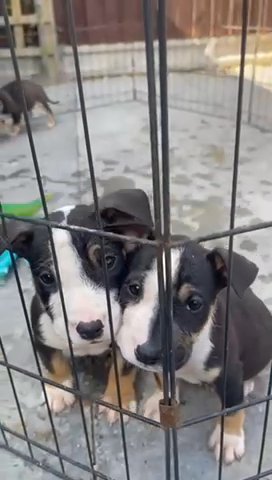 English Bull Terrier Cross Poket Bully in Milton Keynes