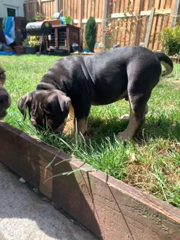 male and female American bully in Cardiff