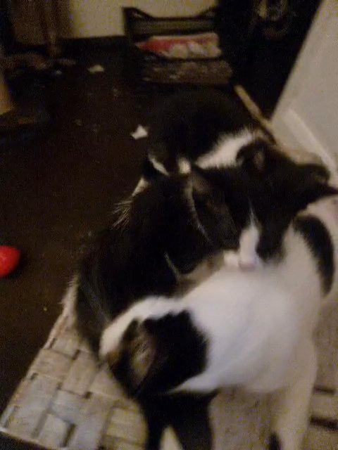 4 Kittens in London