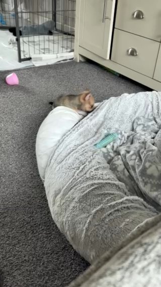 9 Week Old Tony Pomchi in Salford
