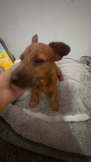 Irish Terrier Puppy Needs A Home Quick? in Enfield